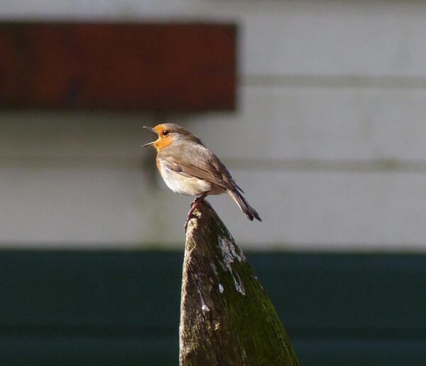 Vroege Vogels Excursie met Brunch 17 mei 2025 - Afbeelding 6