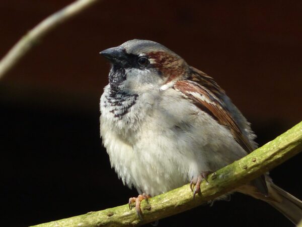 Vroege Vogels Excursie met Brunch 17 mei 2025 - Afbeelding 3
