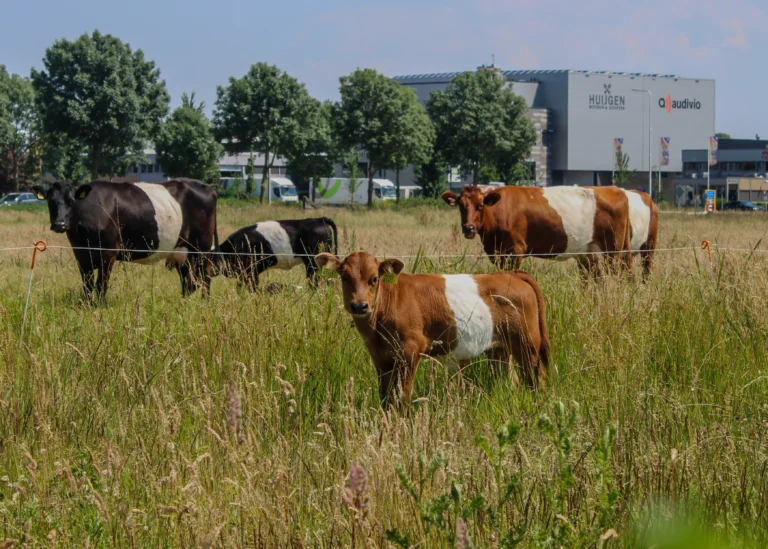 Foto van de lakenvelderkoeien in de wei van de Eemlandhoeve in Bunschoten