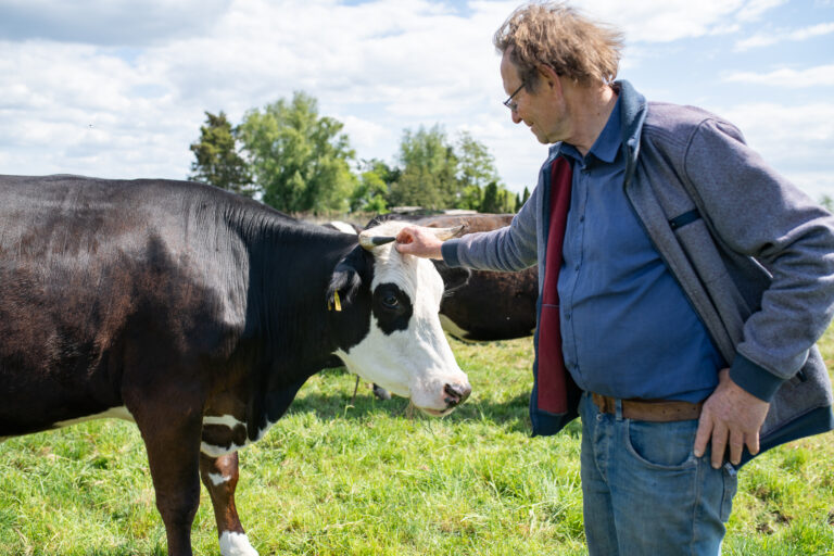 Boer Jan in het weiland met een Blaarkop koe