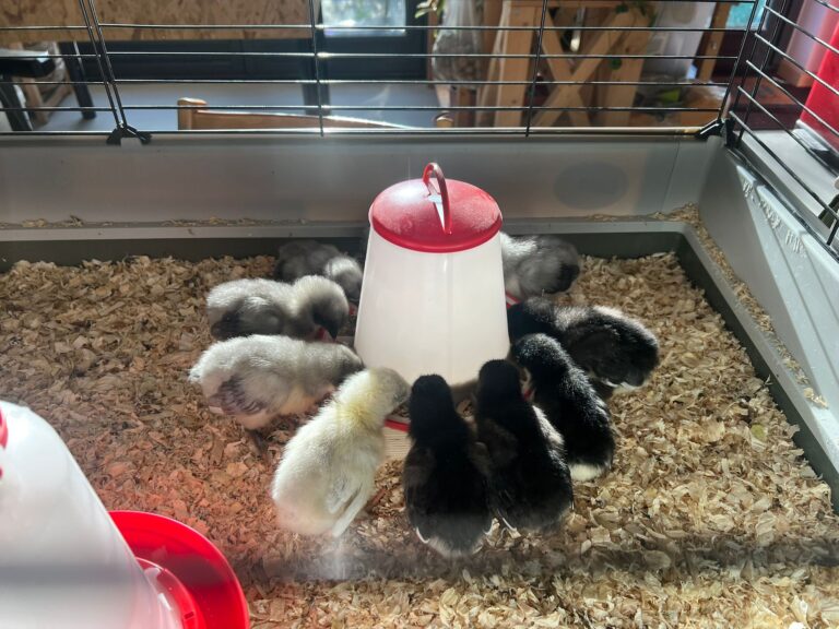 Kuikentjes op de Eemlandhoeve