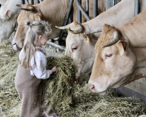 Helpen bij de boer op de Eemlandhoeve